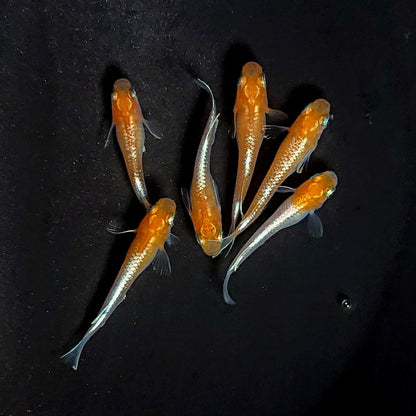 【現物】アマテラスエボリューション　3ペア　3794