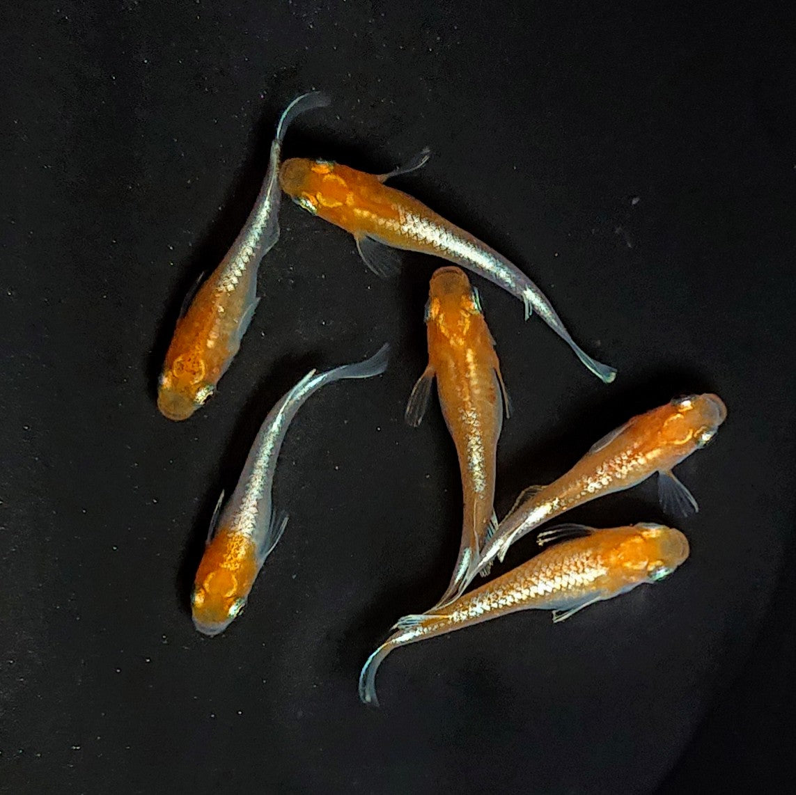 【現物】アマテラスエボリューション　3ペア　3794