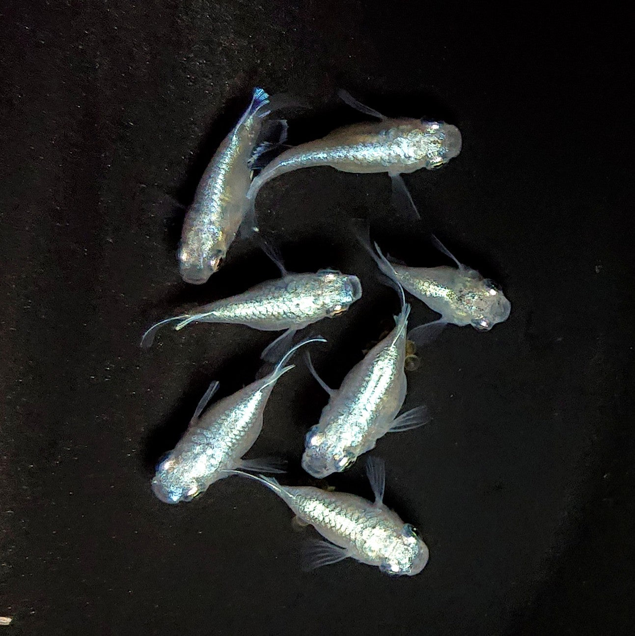 【現物】エンゼル　7匹　オス4メス3　3798