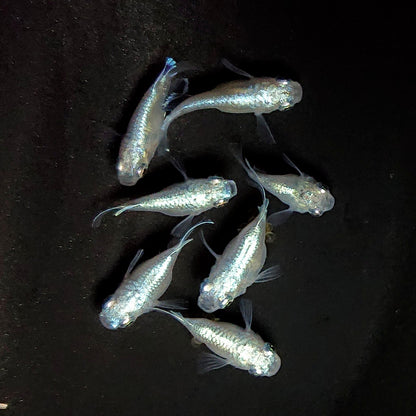 【現物】エンゼル　7匹　オス4メス3　3798