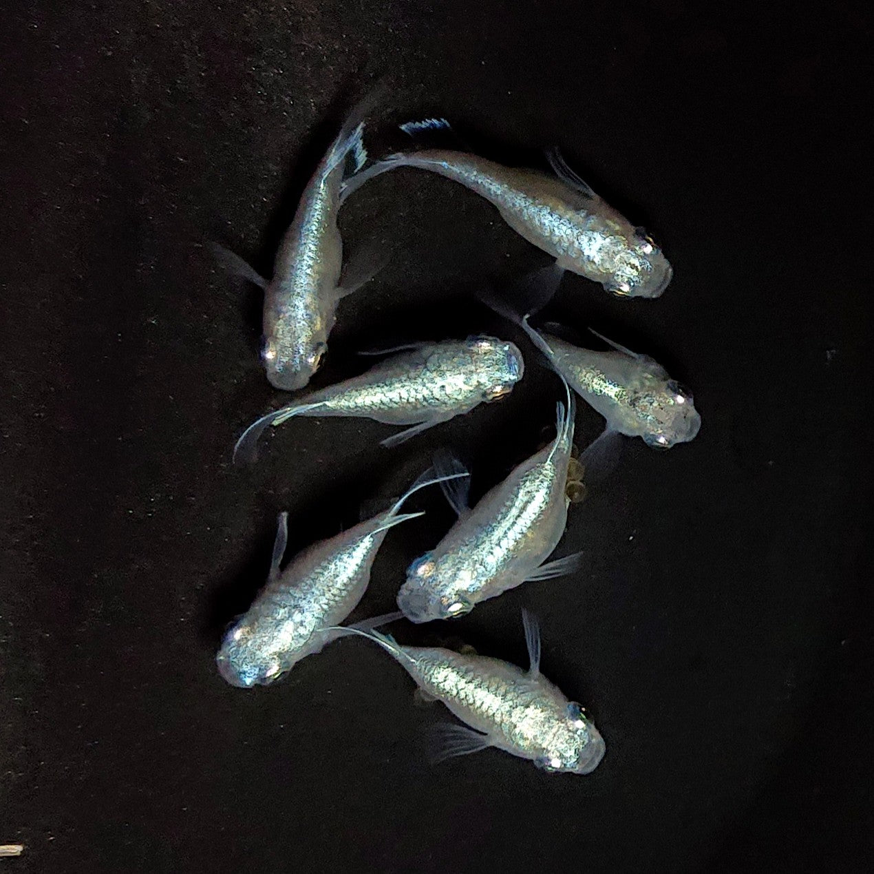 【現物】エンゼル　7匹　オス4メス3　3798