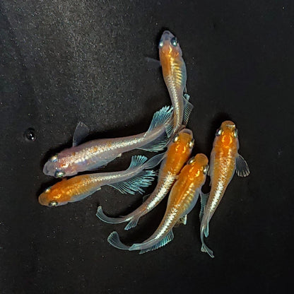 【現物】深紅のデーンモルフォキッシングΩ　6匹　オス2メス4　3795