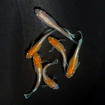 【現物】深紅のデーンモルフォキッシングΩ　6匹　オス2メス4　3795