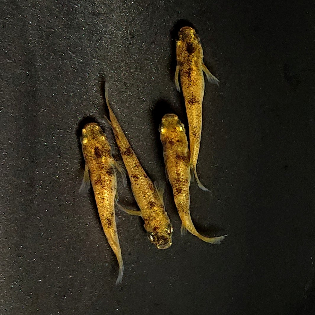 【現物】金閣　2ペア　メス1匹ショートボディ　3792