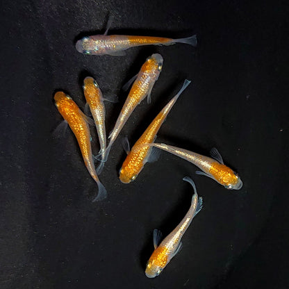 【現物】紅白ヒミツヘイキ　7匹　オス3メス4　3796