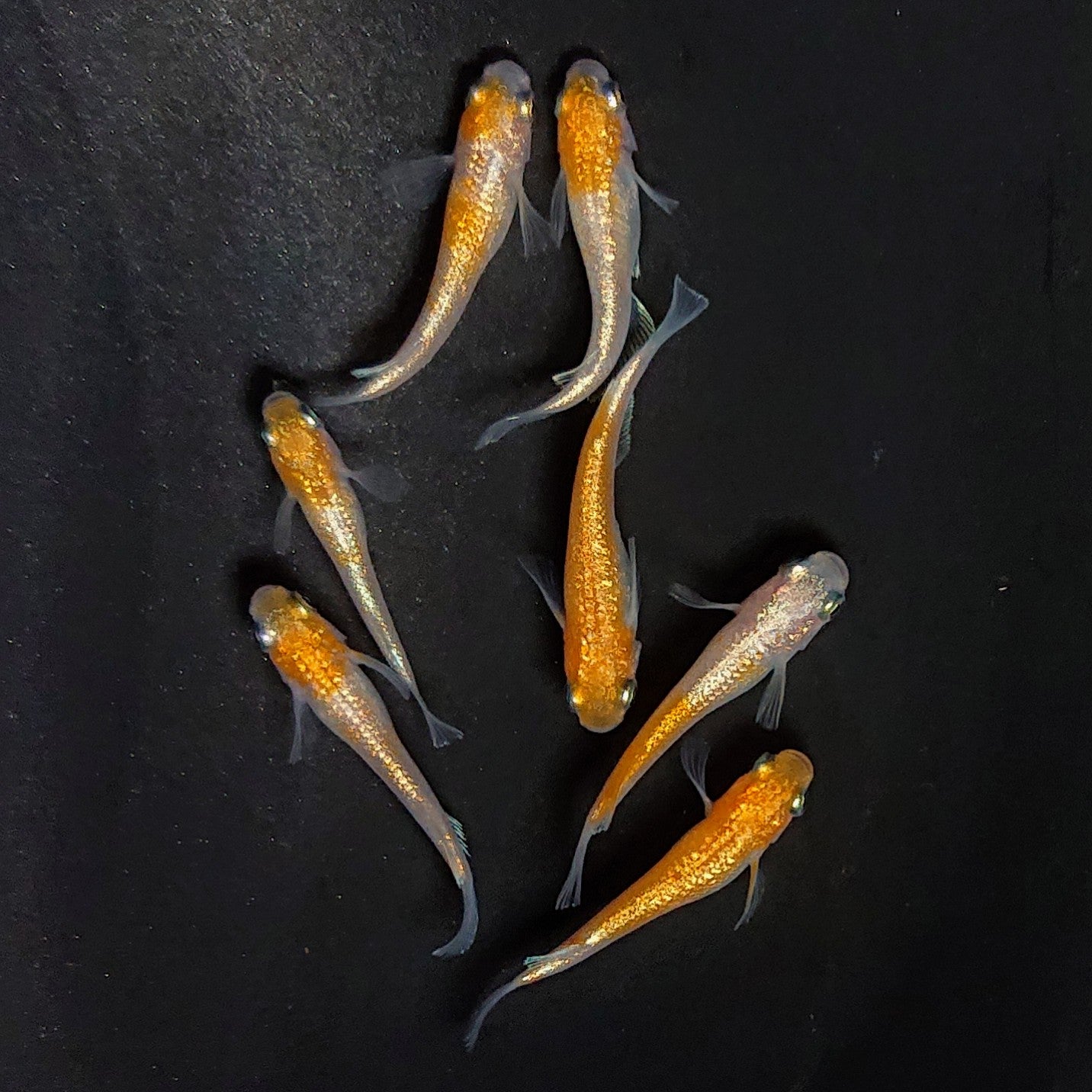 【現物】紅白ヒミツヘイキ　7匹　オス3メス4　3796