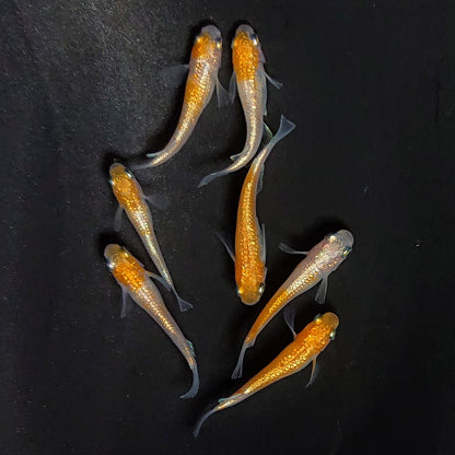 【現物】紅白ヒミツヘイキ　7匹　オス3メス4　3796