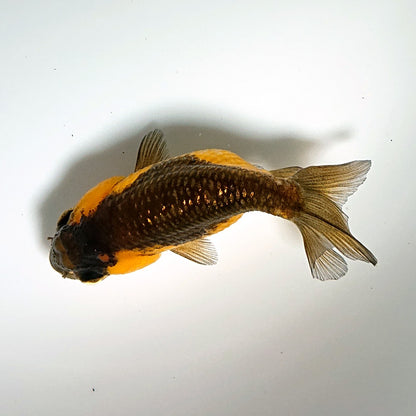 【現物】虎もみじらんちゅう （指宿産）　1匹　【送料別】 　3804