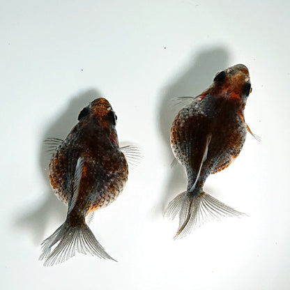 【現物】【珍カラー】五色ピンポンパール （指宿産）　2匹 　3800