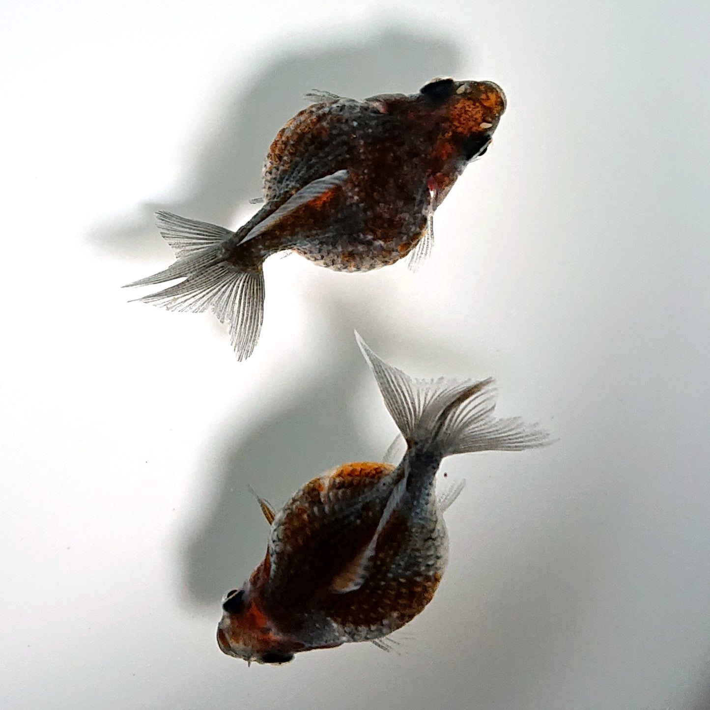 【現物】【珍カラー】五色ピンポンパール （指宿産）　2匹 　3800