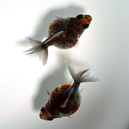 【現物】【珍カラー】五色ピンポンパール （指宿産）　2匹 　3800