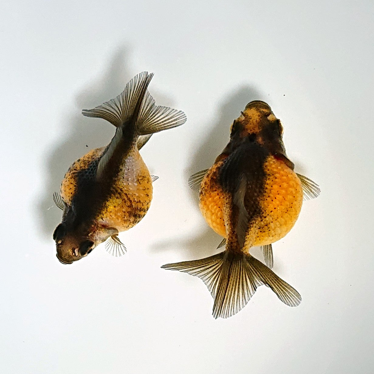 【現物】【美個体】虎ピンポンパール （指宿産）　2匹　【送料別】 　3802