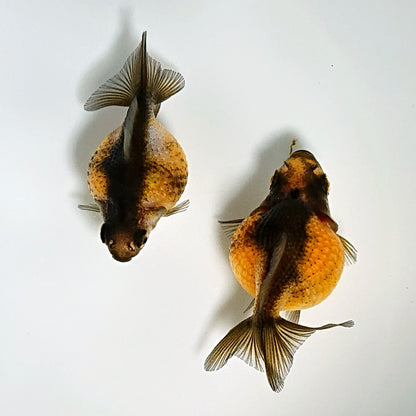 【現物】【美個体】虎ピンポンパール （指宿産）　2匹　【送料別】 　3802