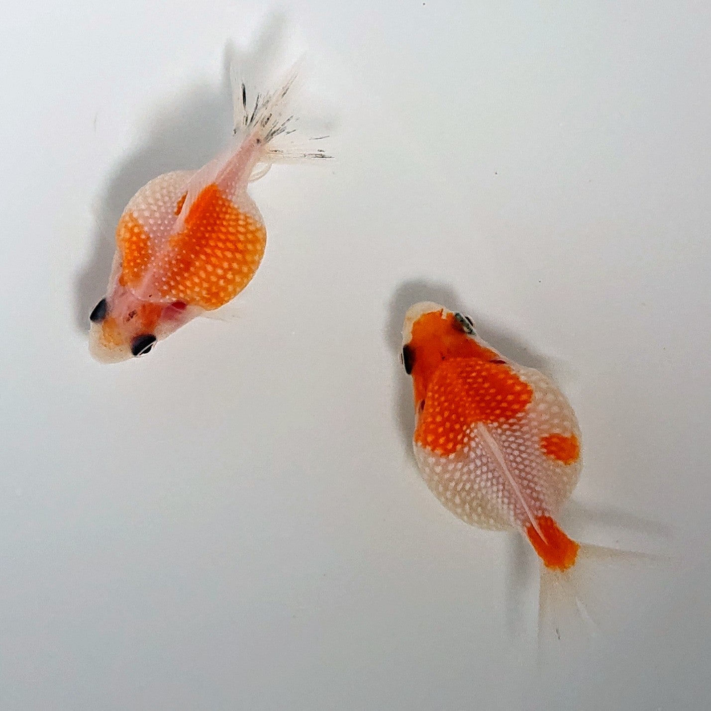 【現物】【美個体】桜ピンポンパール （指宿産）　【送料別】 　3801