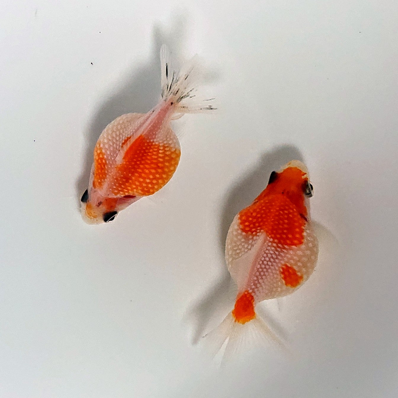 【現物】【美個体】桜ピンポンパール （指宿産）　【送料別】 　3801