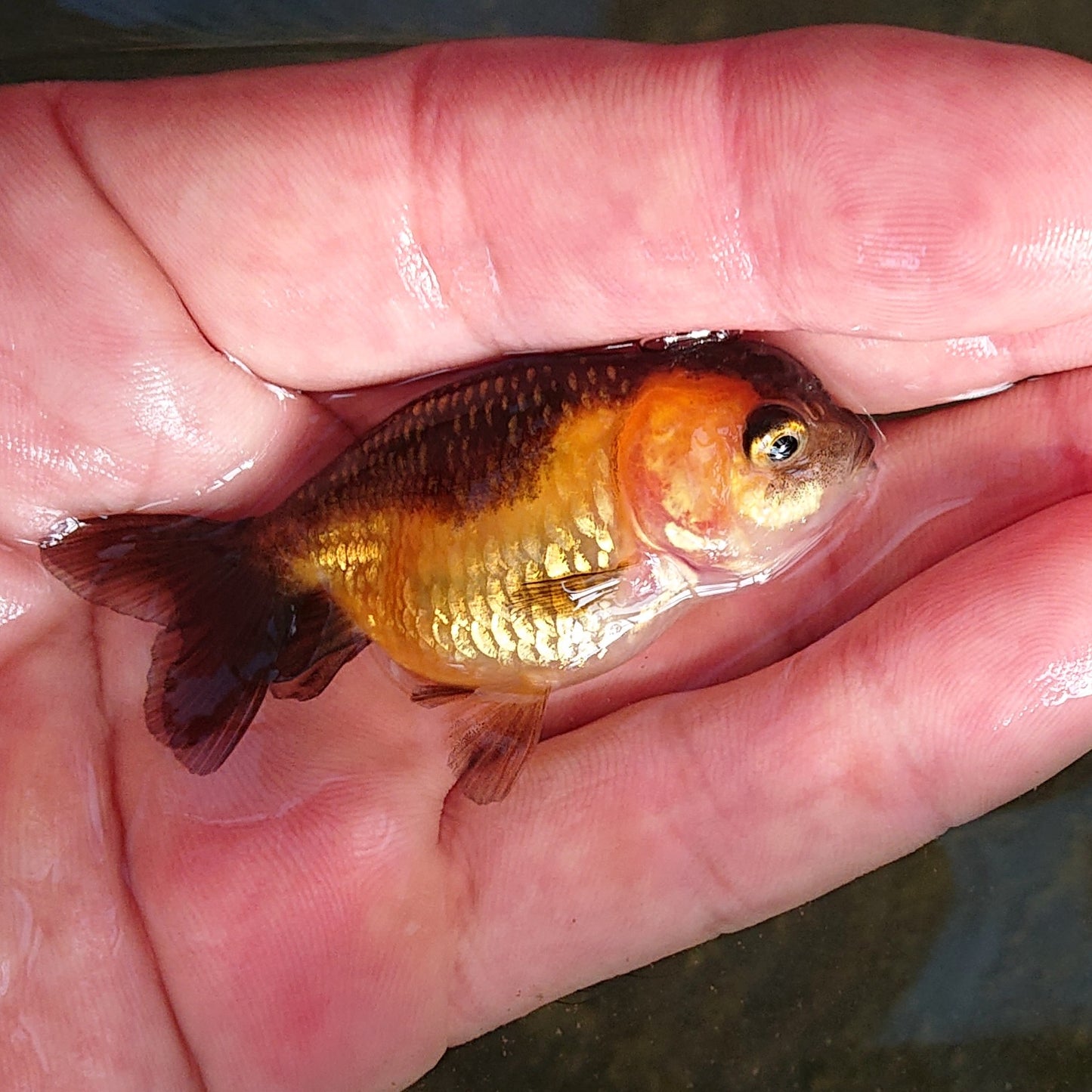 【現物】虎もみじらんちゅう （指宿産）　1匹　【送料別】 　3804