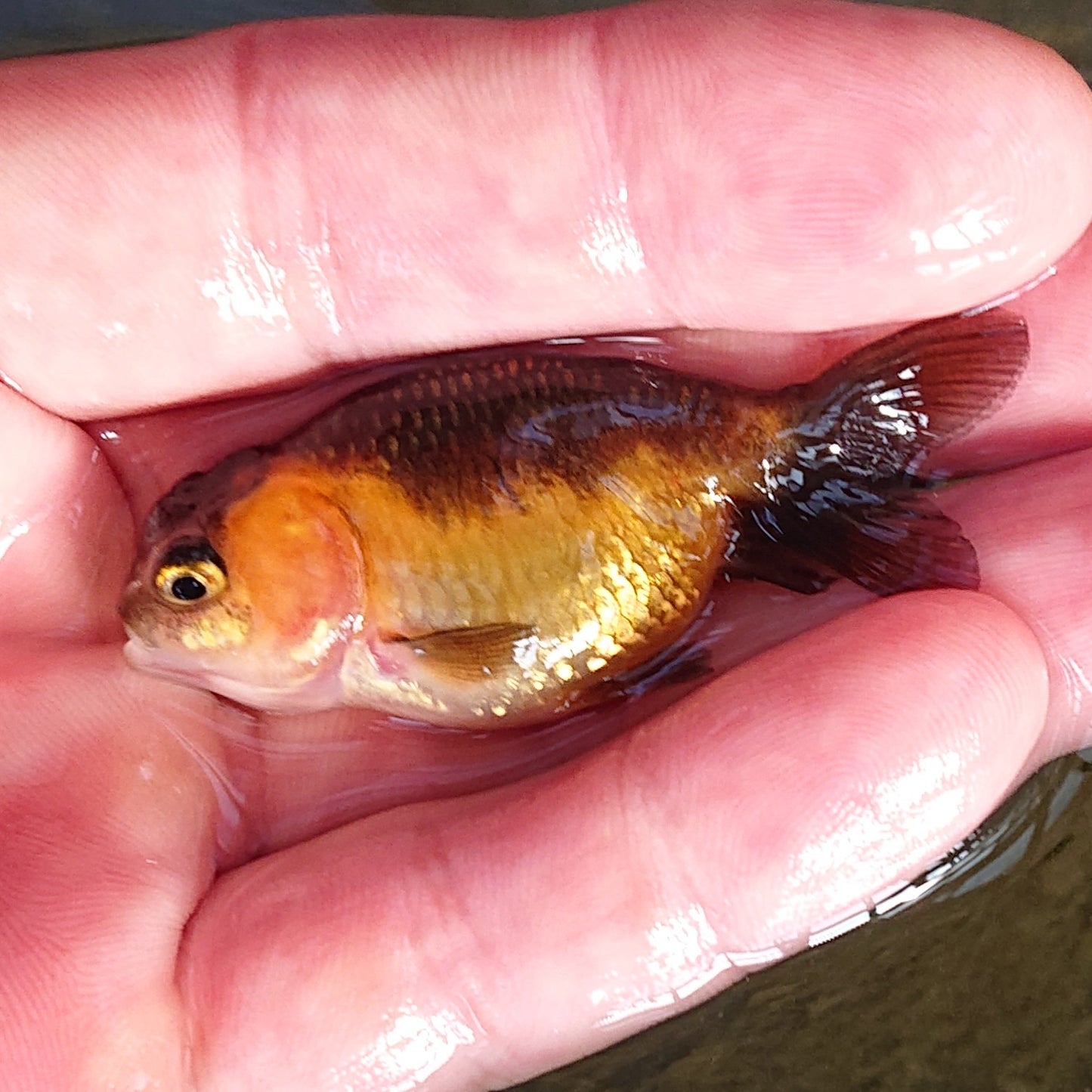 【現物】虎もみじらんちゅう （指宿産）　1匹　【送料別】 　3804