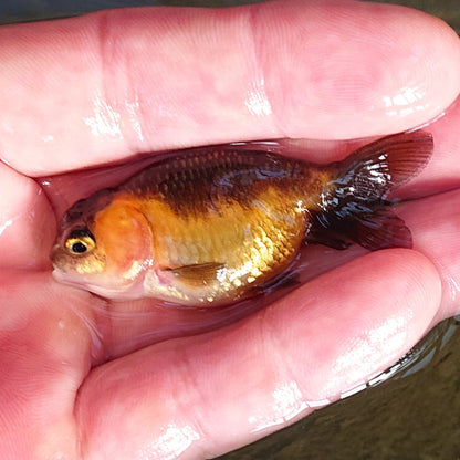 【現物】虎もみじらんちゅう （指宿産）　1匹　【送料別】 　3804