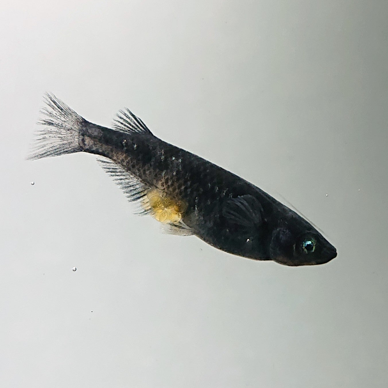 【現物】和墨白銀　2ペア　3808