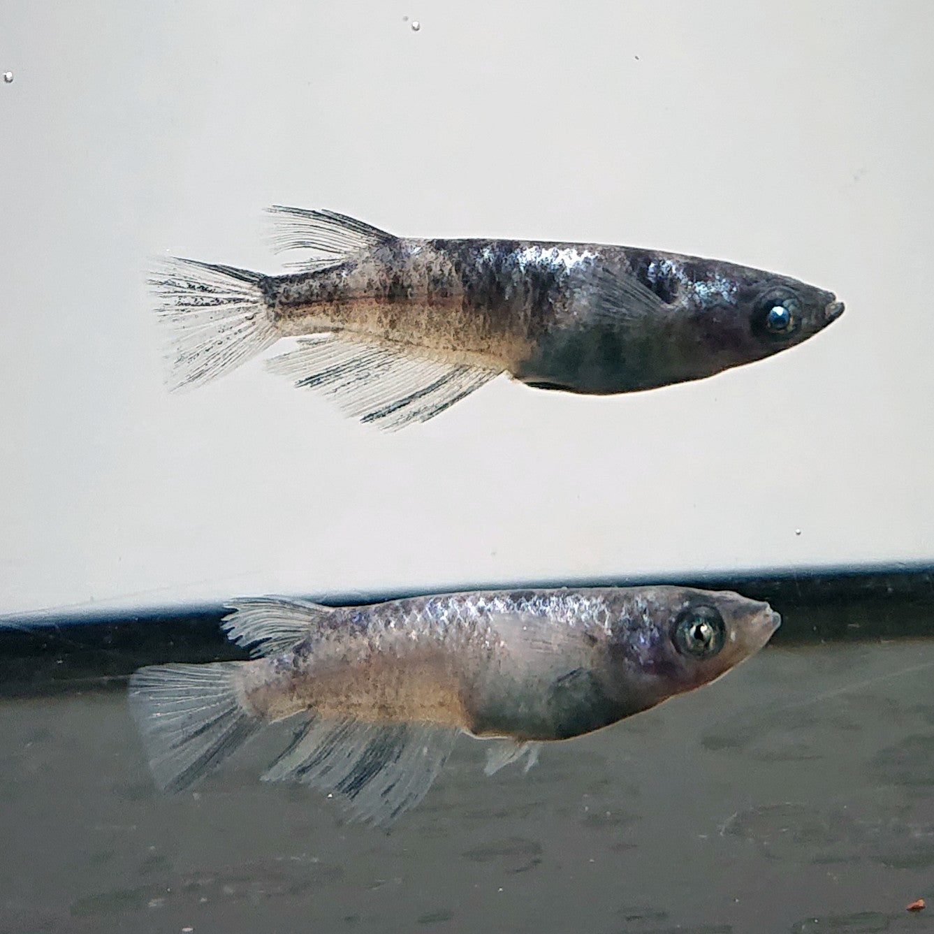 【2セット限定】極上『和墨白銀三色』の稚魚5匹＋2匹オマケ 現物】【NEW】和墨白銀三色 3匹 オス2メス1 3727 – いぶき | 指宿