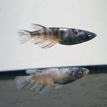 【現物】和墨白銀　2ペア　3808