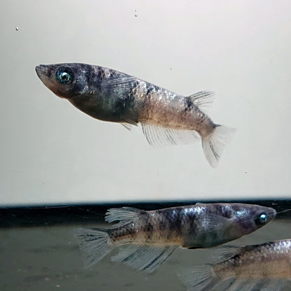 【現物】和墨白銀　2ペア　3808