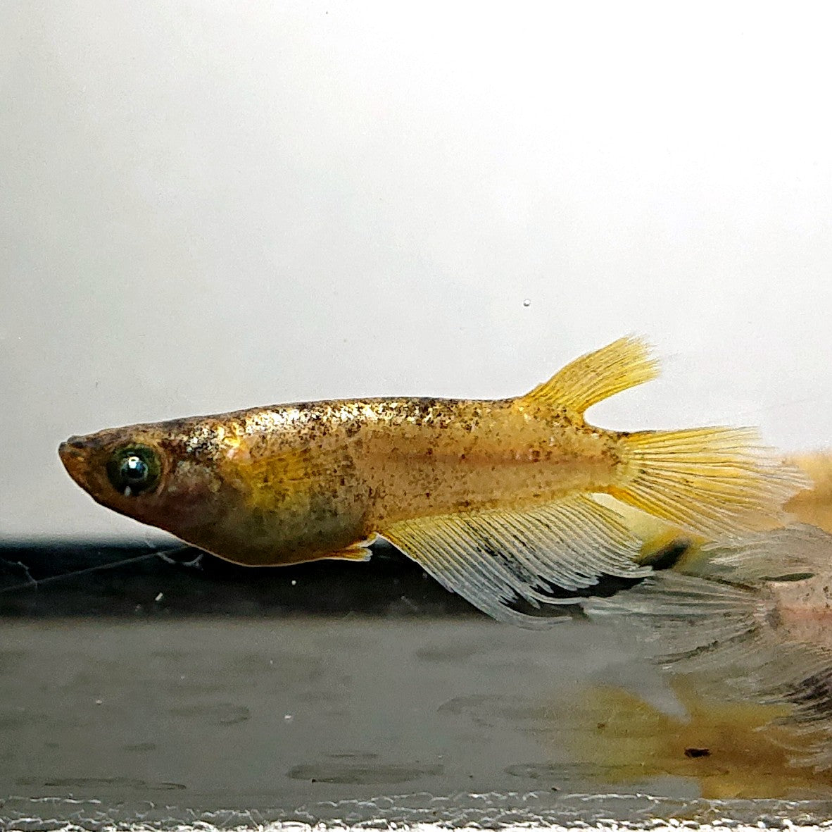 【現物】金閣ワイドフィン　3匹　オス2メス1　3843