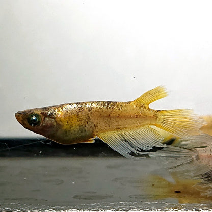 【現物】金閣ワイドフィン　3匹　オス2メス1　3843