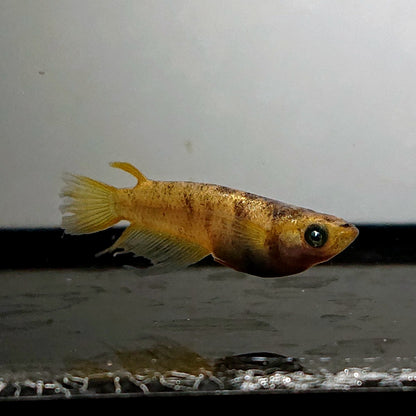 【現物】金閣ワイドフィン　3匹　オス2メス1　3843