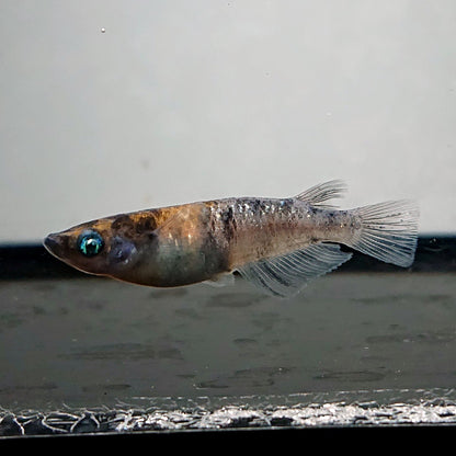 【現物】【上物】和墨白銀三色 両眼アースアイ　2ペア　3807