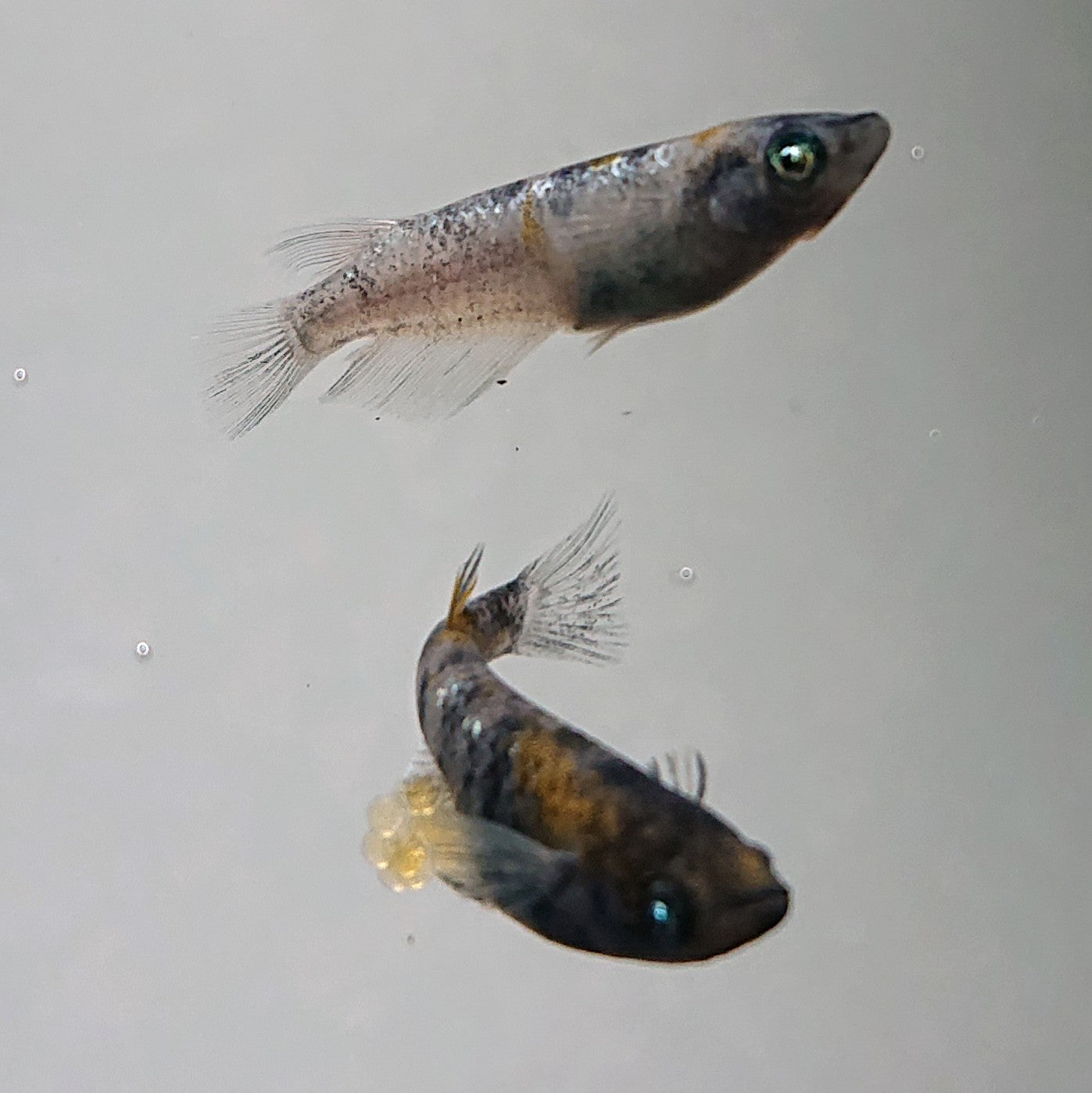 【現物】【上物】和墨白銀三色 両眼アースアイ　2ペア　3807