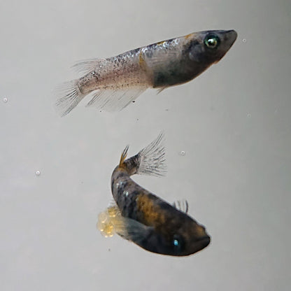 【現物】【上物】和墨白銀三色 両眼アースアイ　2ペア　3807