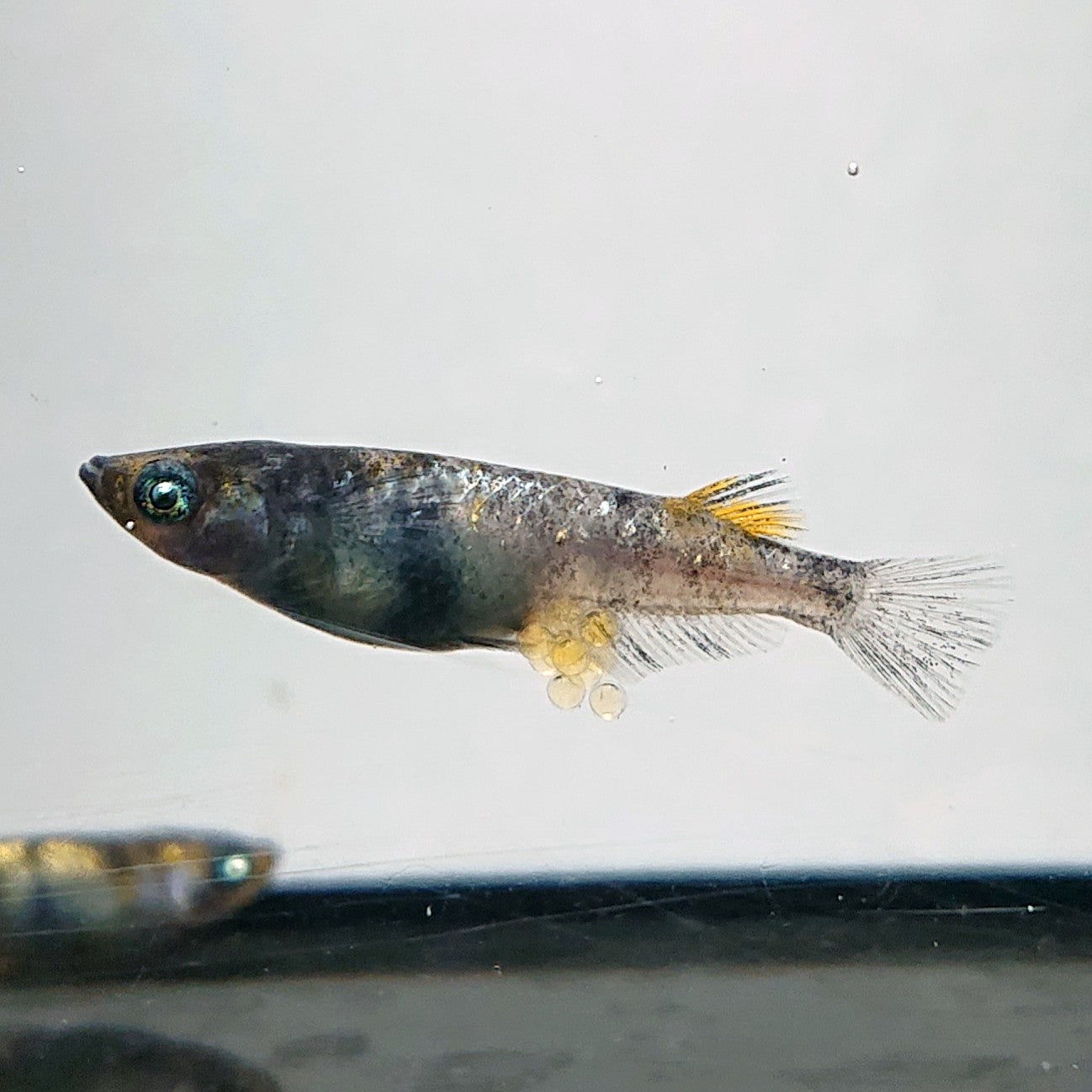 【現物】【上物】和墨白銀三色 両眼アースアイ　2ペア　3807