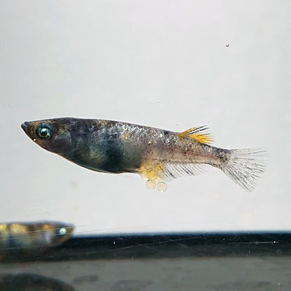 【現物】【上物】和墨白銀三色 両眼アースアイ　2ペア　3807