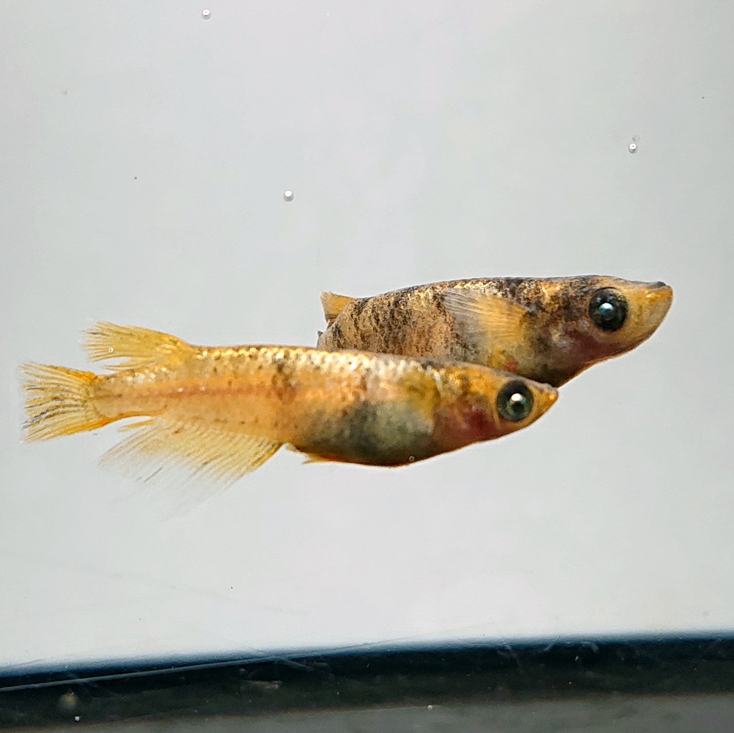 【現物】金閣　2ペア　メス個体スワロー発現　3810