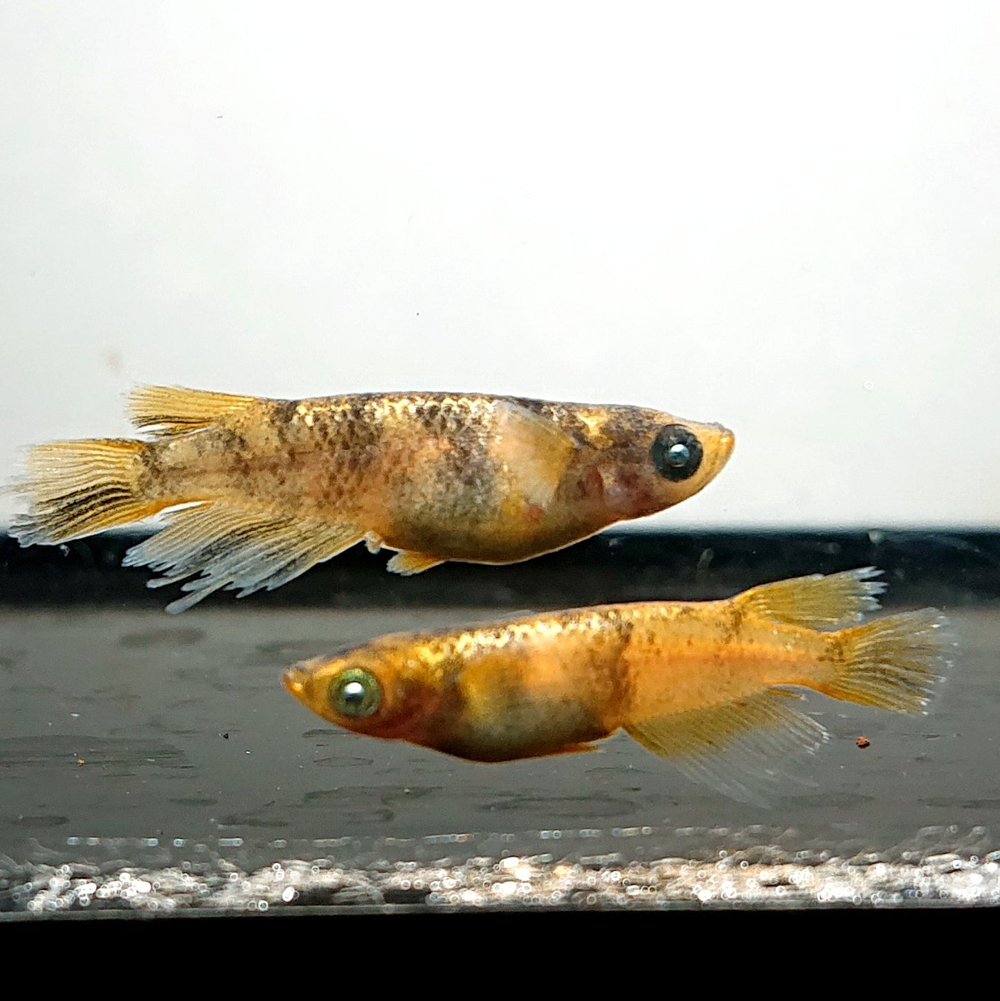 【現物】金閣　2ペア　メス個体スワロー発現　3810