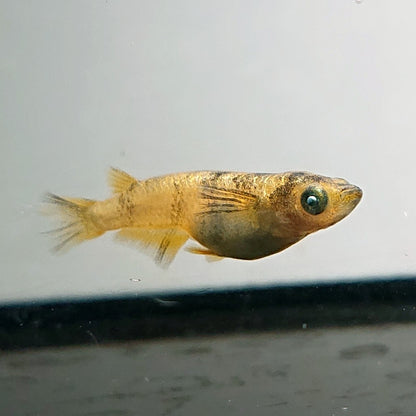 【現物】金閣　2ペア　メス個体スワロー発現　3810