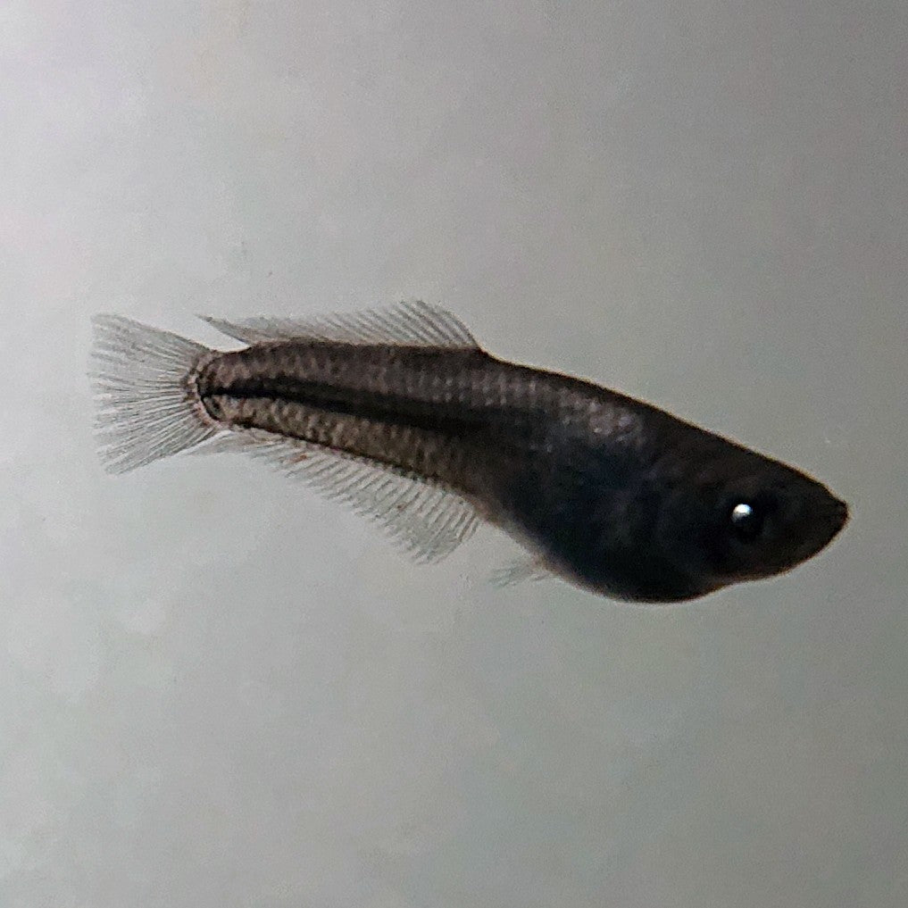 【現物】オーブ×夢神 F10 漆黒個体　2ペア　3811