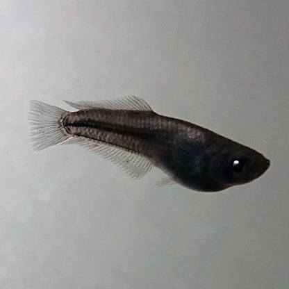 【現物】オーブ×夢神 F10 漆黒個体　2ペア　3811