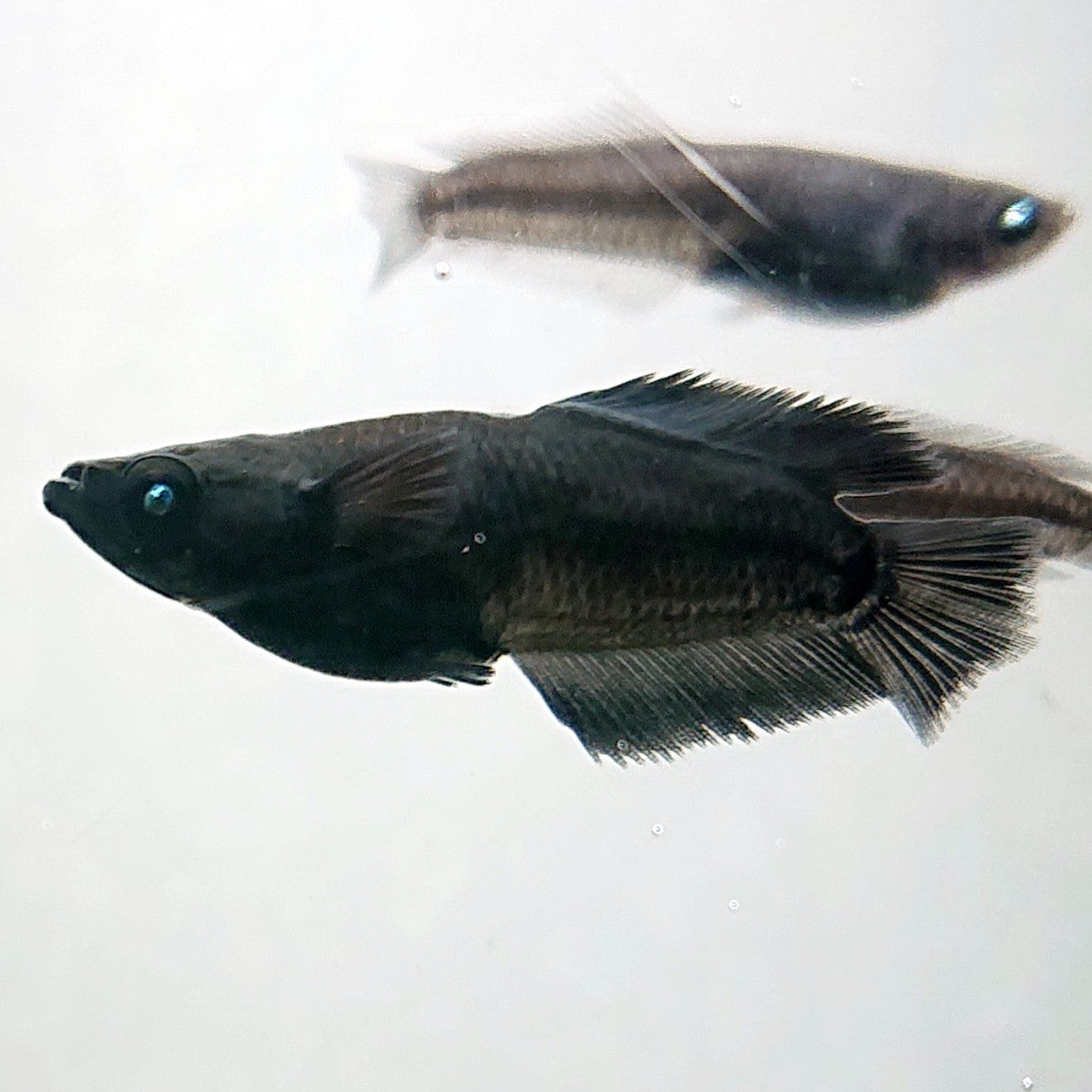 【現物】オーブ×夢神 F10 漆黒個体　2ペア　3811