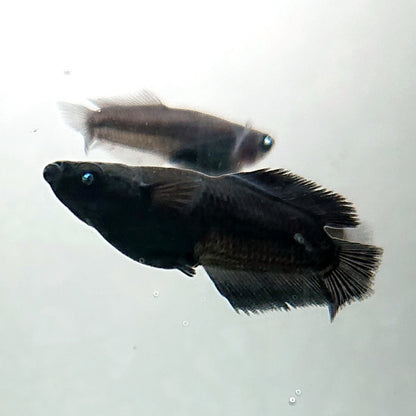 【現物】オーブ×夢神 F10 漆黒個体　2ペア　3811