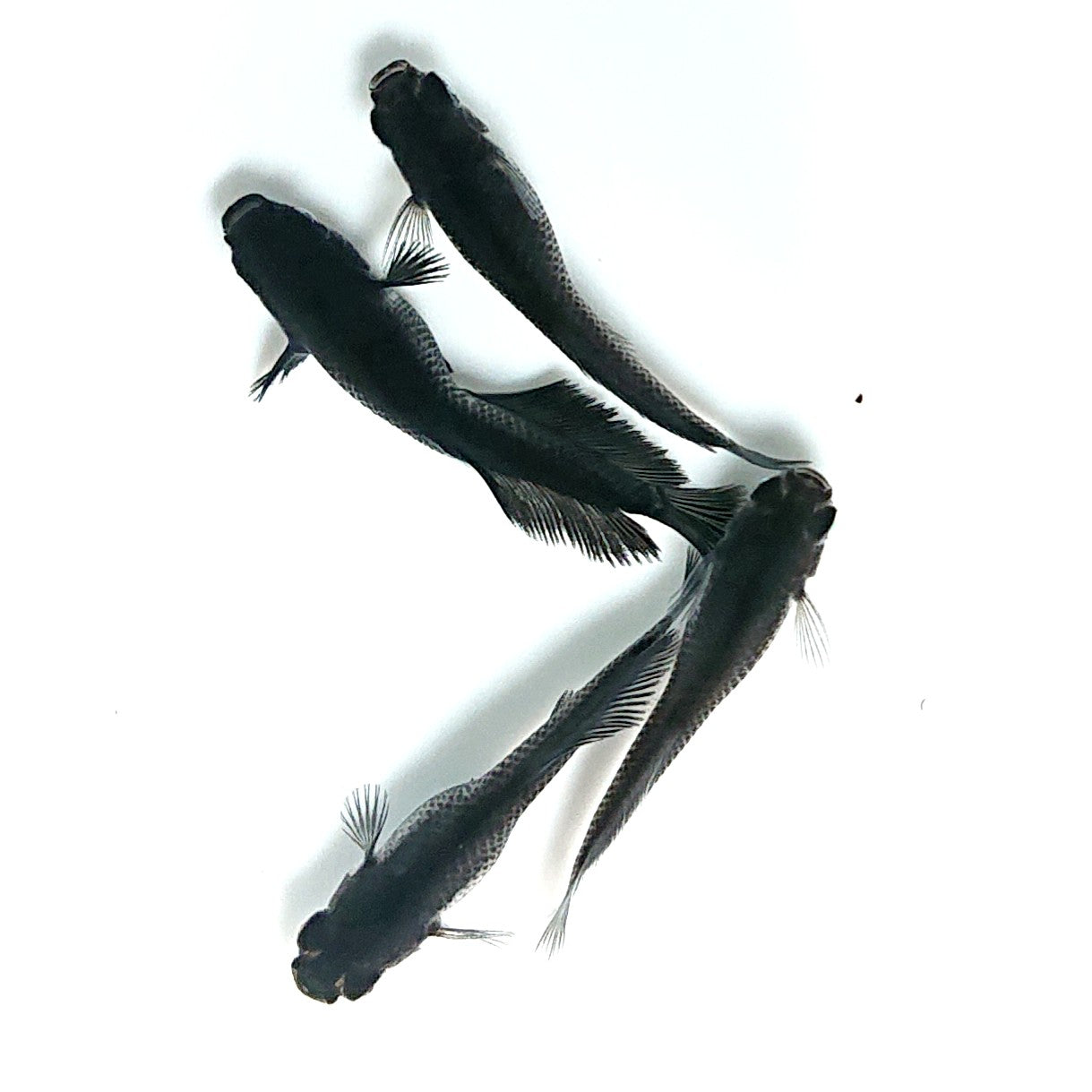 【現物】オーブ×夢神 F10 漆黒個体　2ペア　3811