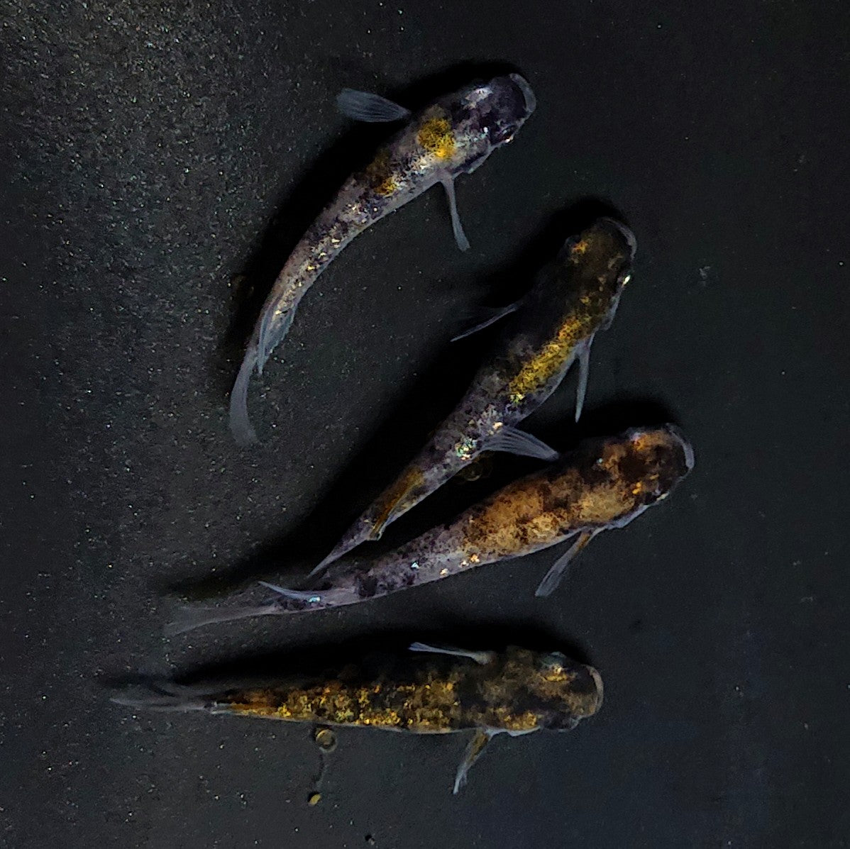 【現物】【上物】和墨白銀三色 両眼アースアイ　2ペア　3807