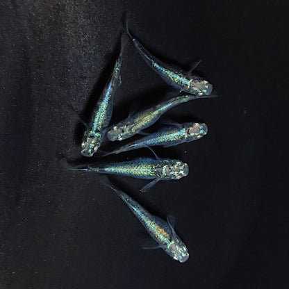 【現物】ゴジラ　3ペア　3813