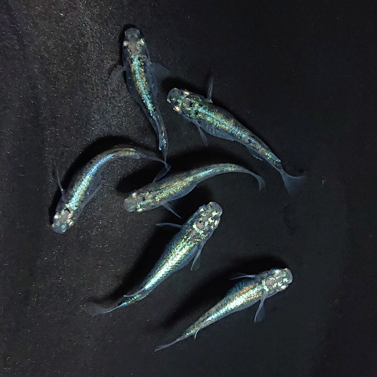 【現物】ゴジラ　3ペア　3813