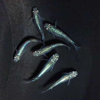 【現物】ゴジラ　3ペア　3813