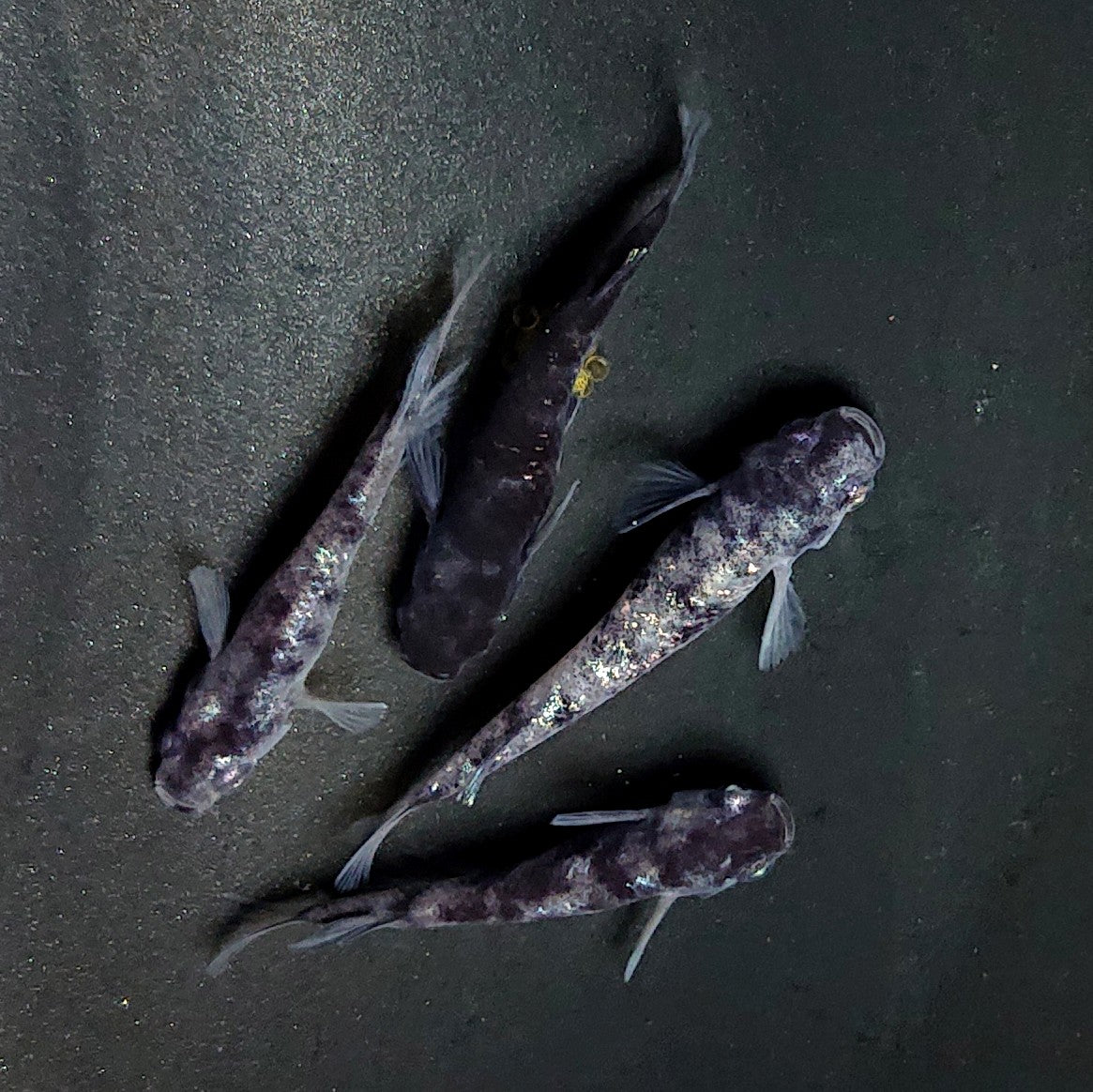 【現物】和墨白銀　2ペア　3808