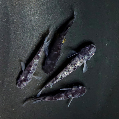 【現物】和墨白銀　2ペア　3808