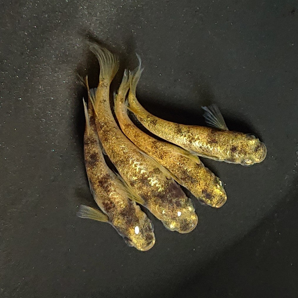 【現物】金閣　2ペア　メス個体スワロー発現　3810