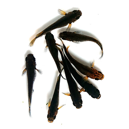 【現物】五式 typeR　4ペア　3821